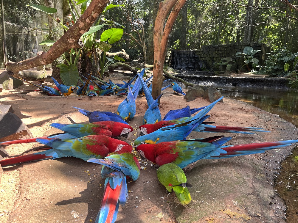 Pacote de viagem Foz do Iguaçu - Parque das aves